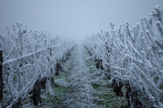 La vigne en hiver & le gel